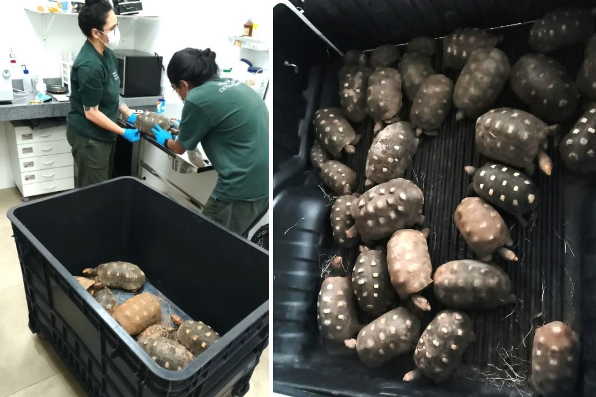 1 de 4 Nova etapa retira mais 30 jabutis de praça pública onde população chegou a 250 animais em Adamantina (SP)
