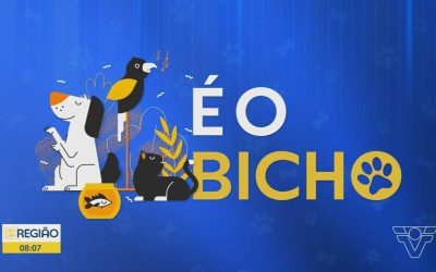 1 de 1 Gato é vacinado durante campanha em Várzea Grande