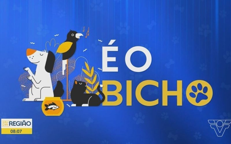 1 de 1 Gato é vacinado durante campanha em Várzea Grande