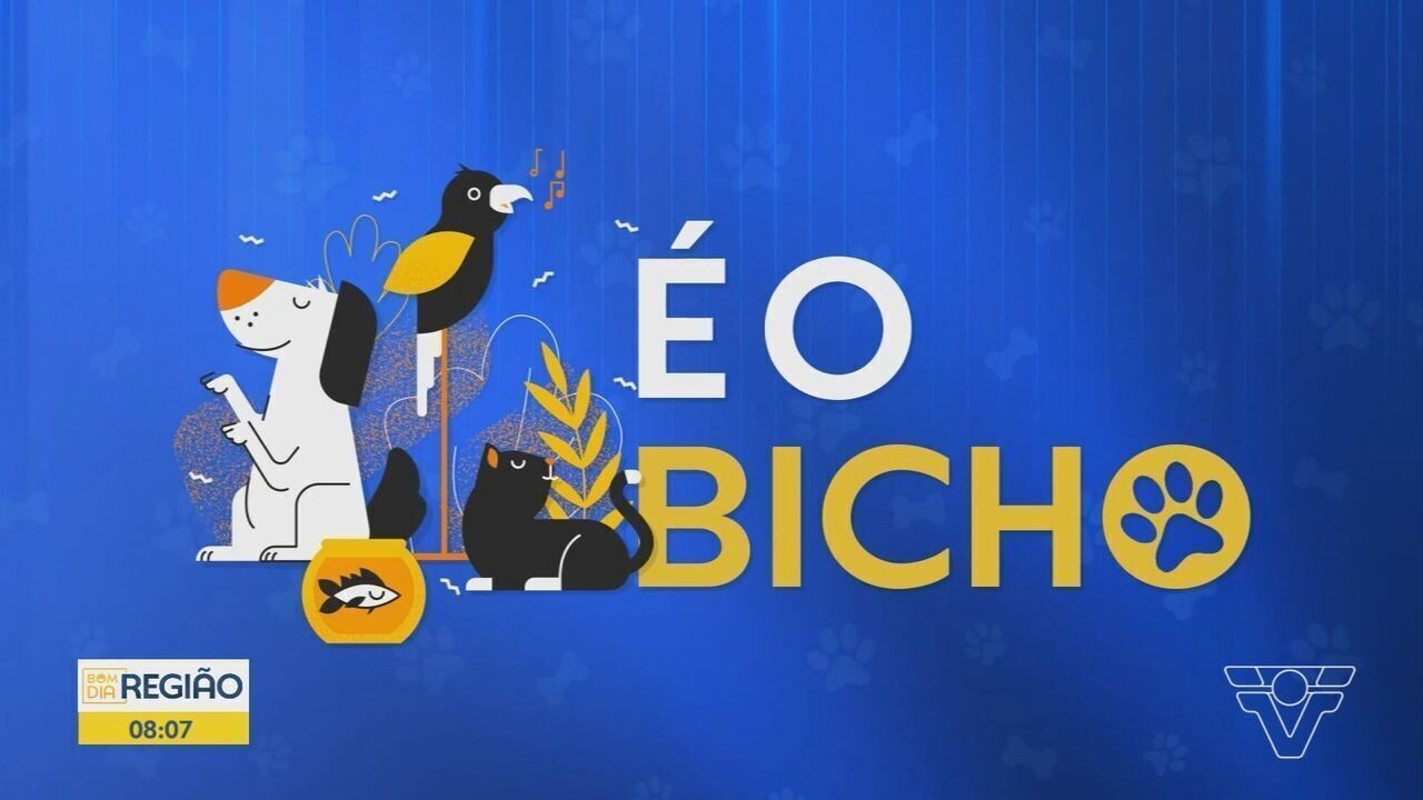 1 de 1 Gato é vacinado durante campanha em Várzea Grande