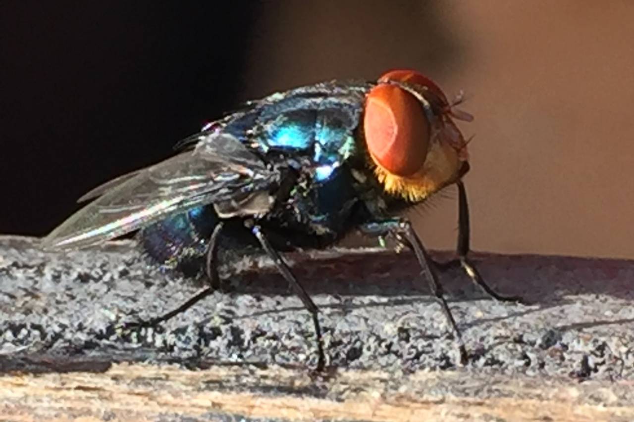 Mosca-da-bicheira ressurgente nos EUA gera alerta econômico para setor pecuário