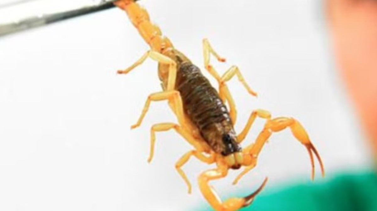 1 de 1 Imagem de arquivo de escorpião.