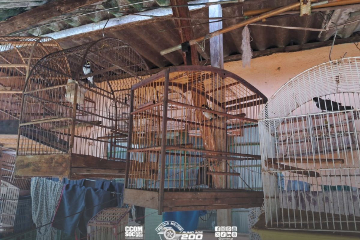1 de 1 42 aves mantidas em cativeiro em condições inadequadas foram resgatadas em Registro, SP.