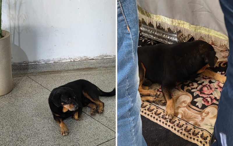 1 de 2 Cachorro acompanhou a despedida de um jovem de 25 anos, ao lado do caixão durante velório em Bastos