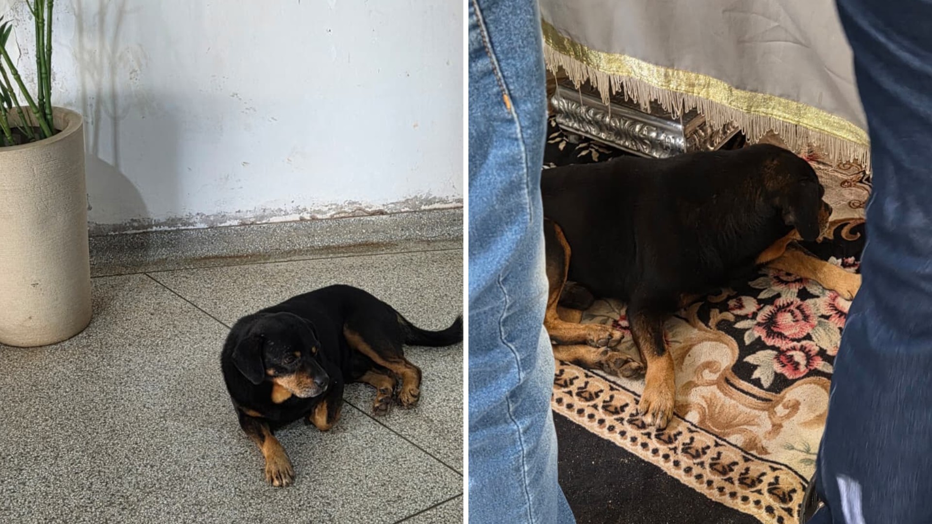 1 de 2 Cachorro acompanhou a despedida de um jovem de 25 anos, ao lado do caixão durante velório em Bastos