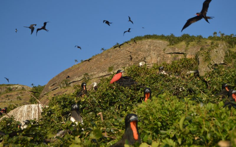 1 de 11 Planta nativa cresce perto de ninhal e dificulta reprodução de fragatas em Alcatrazes