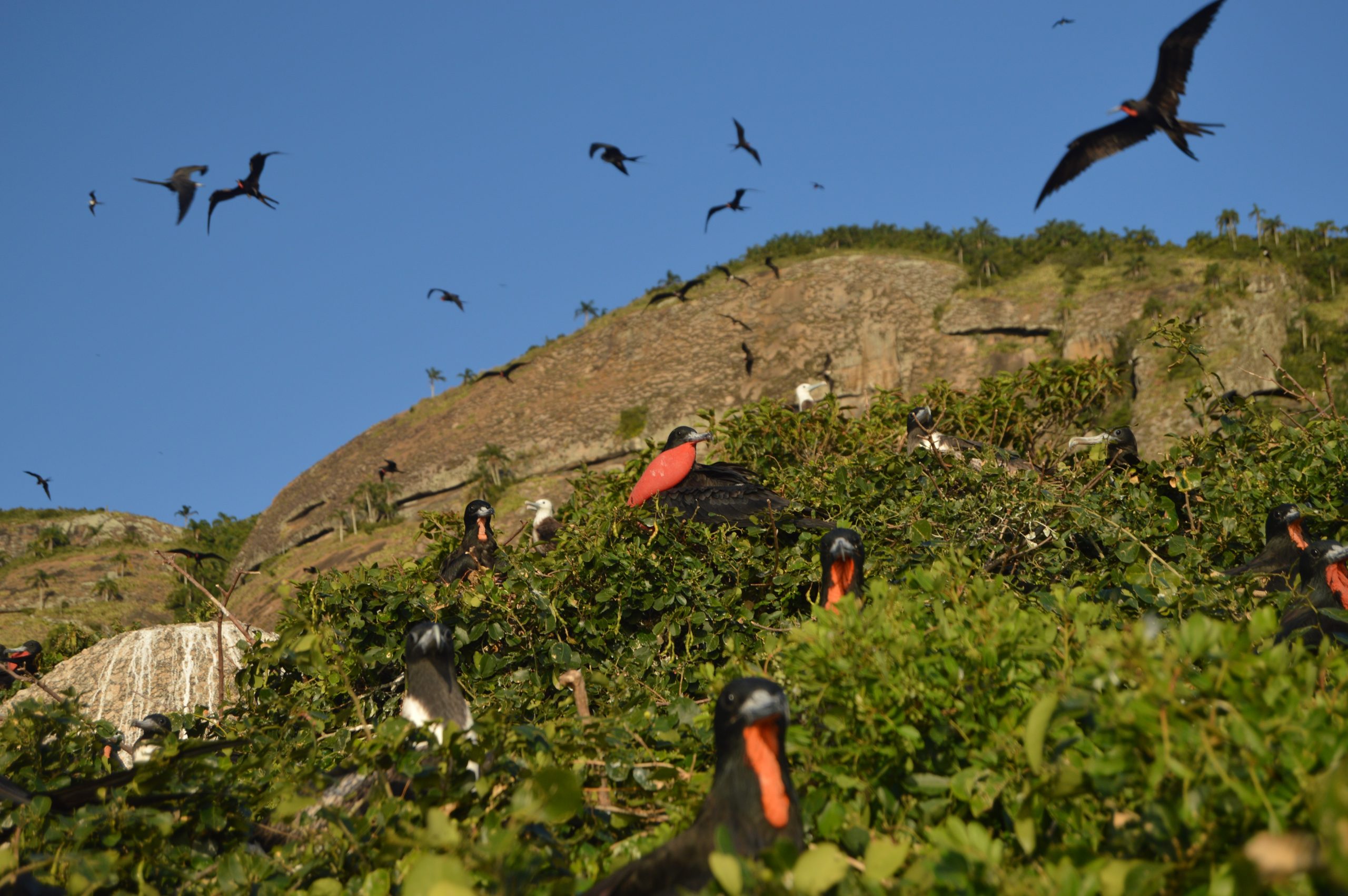 1 de 11 Planta nativa cresce perto de ninhal e dificulta reprodução de fragatas em Alcatrazes