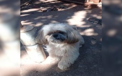 1 de 2 Mulher é condenada por tentar extorquir R$ 400 de dona para devolver cão Shih Tzu perdido na rua em São José do Rio Preto (SP)