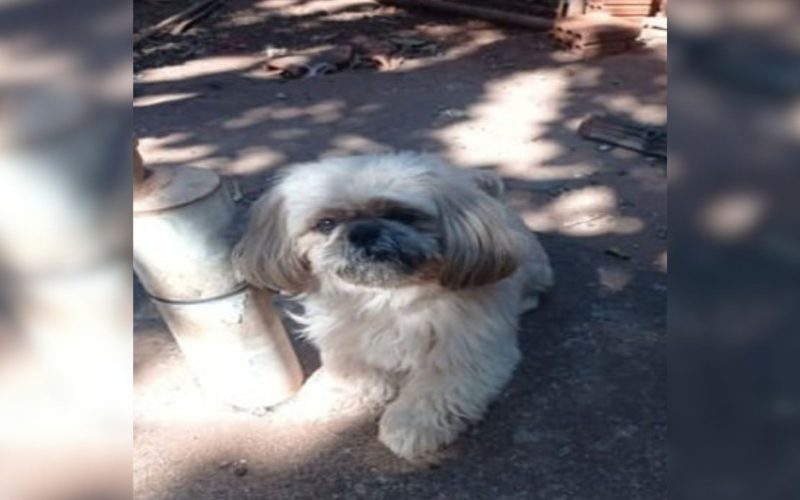 1 de 2 Mulher é condenada por tentar extorquir R$ 400 de dona para devolver cão Shih Tzu perdido na rua em São José do Rio Preto (SP)