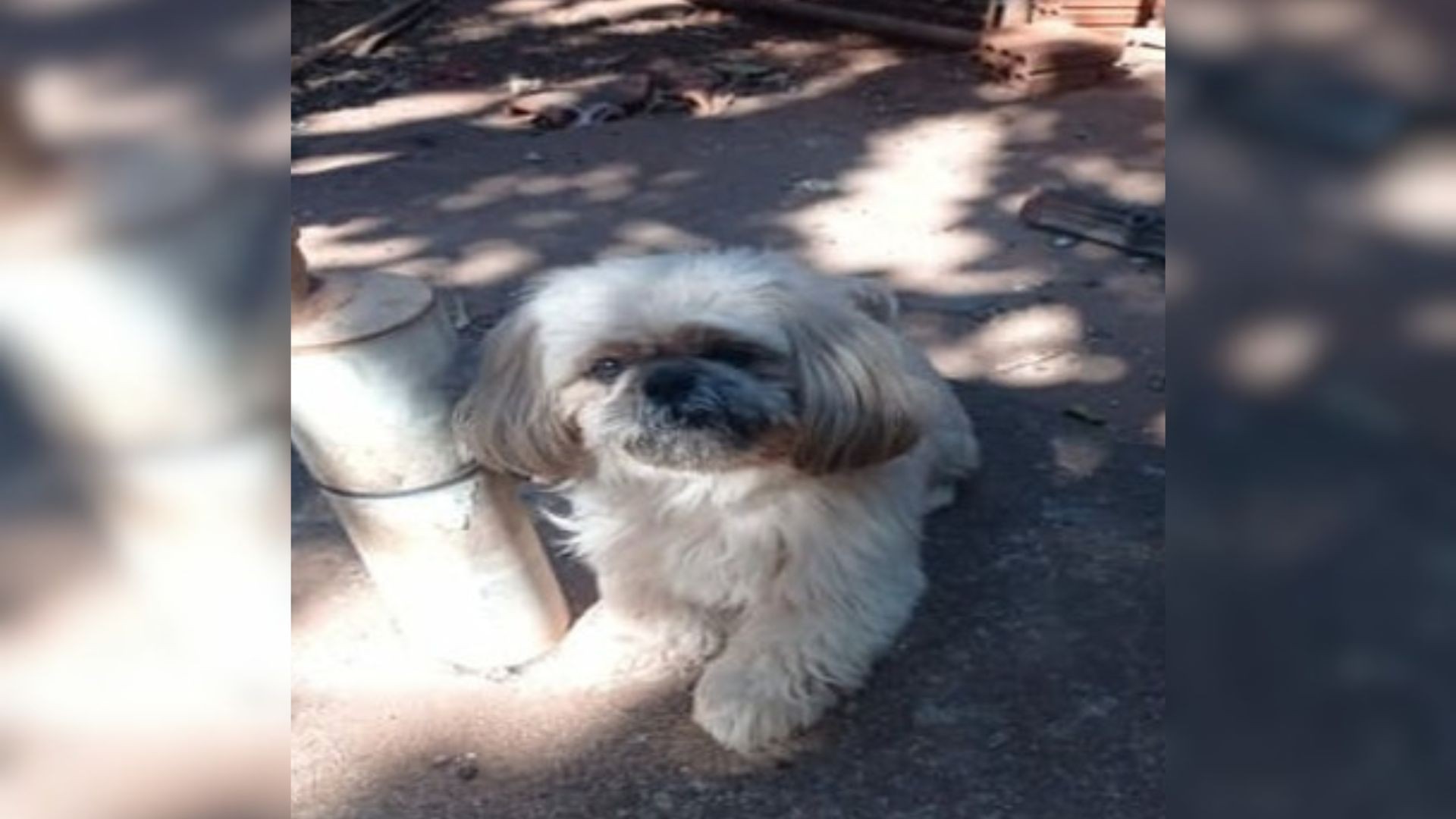 1 de 2 Mulher é condenada por tentar extorquir R$ 400 de dona para devolver cão Shih Tzu perdido na rua em São José do Rio Preto (SP)
