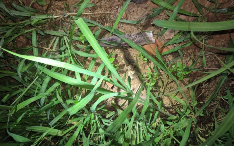 1 de 2 Homem morre após ser esfaqueado em via pública em Presidente Venceslau (SP)