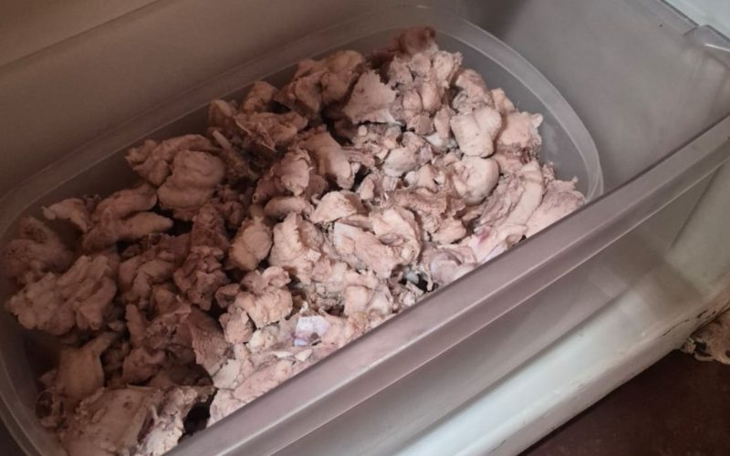 1 de 2 Homem é multado por matar jacaré e armazenar 4,7 kg de carne em geladeira em Mirassolândia (SP)