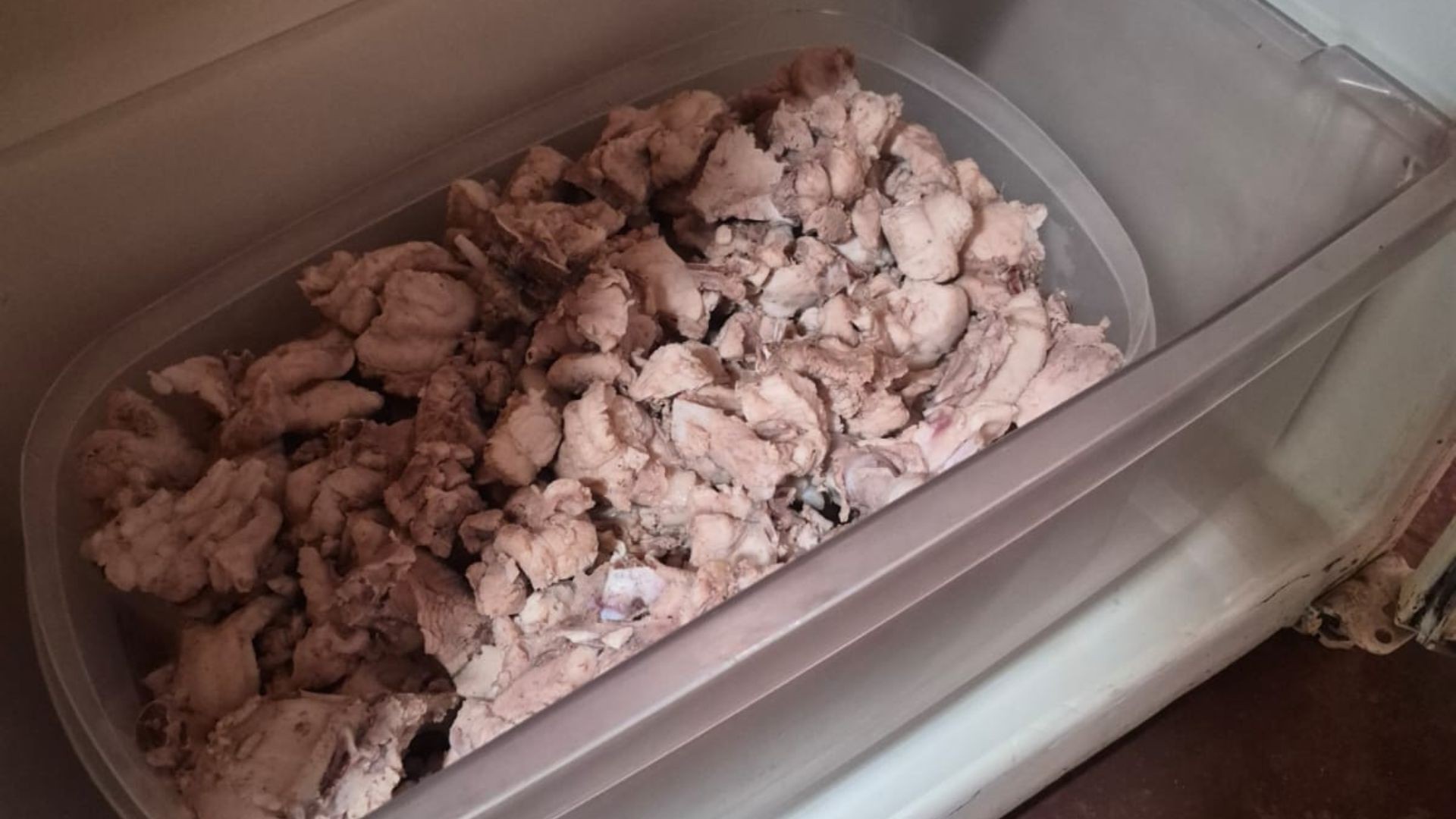 1 de 2 Homem é multado por matar jacaré e armazenar 4,7 kg de carne em geladeira em Mirassolândia (SP)