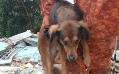 1 de 2 Cachorro desaparecido em desabamento de Niterói é resgatado com vida.