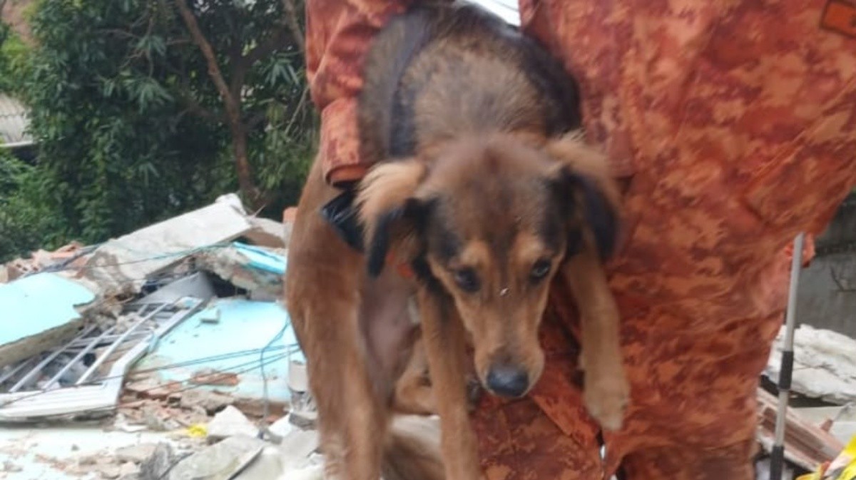 1 de 2 Cachorro desaparecido em desabamento de Niterói é resgatado com vida.