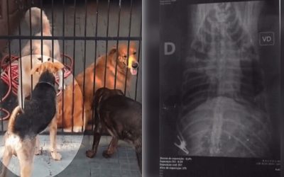1 de 3 Homem mata cachorro de vizinho a tiros após animal cavar buraco em calçada de Agudos