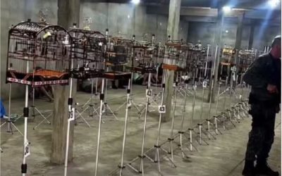 1 de 1 Torneio de canto de aves foi interrompido por denúncia, em Praia Grande (SP)