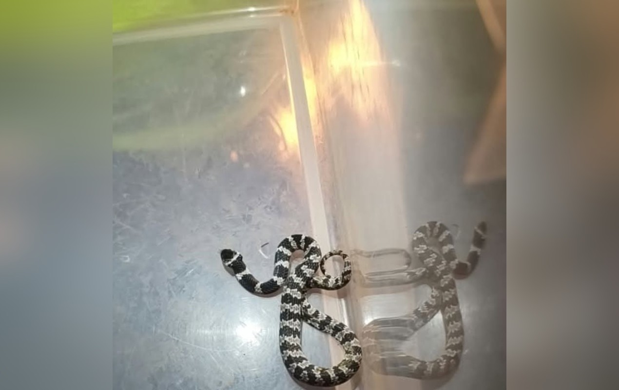 1 de 2 Serpente sem peçonha é encontrada e resgatada em Taquarituba