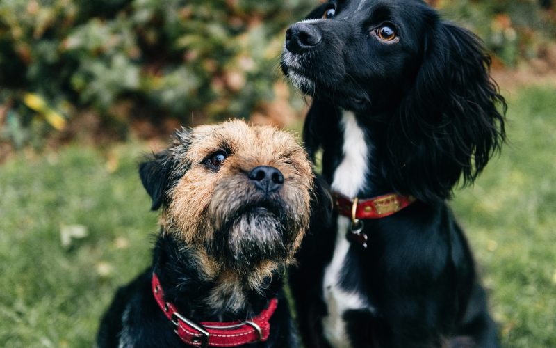1 de 1 Guapiara (SP) realiza castração gratuita para cães e gatos; veja como se inscrever