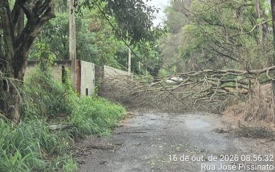 1 de 4 Árvores caíram em bairro de Tietê (SP)