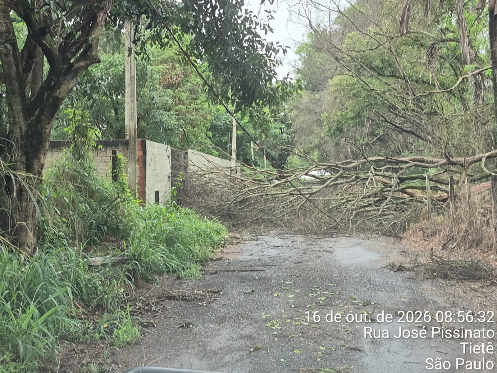 1 de 4 Árvores caíram em bairro de Tietê (SP)