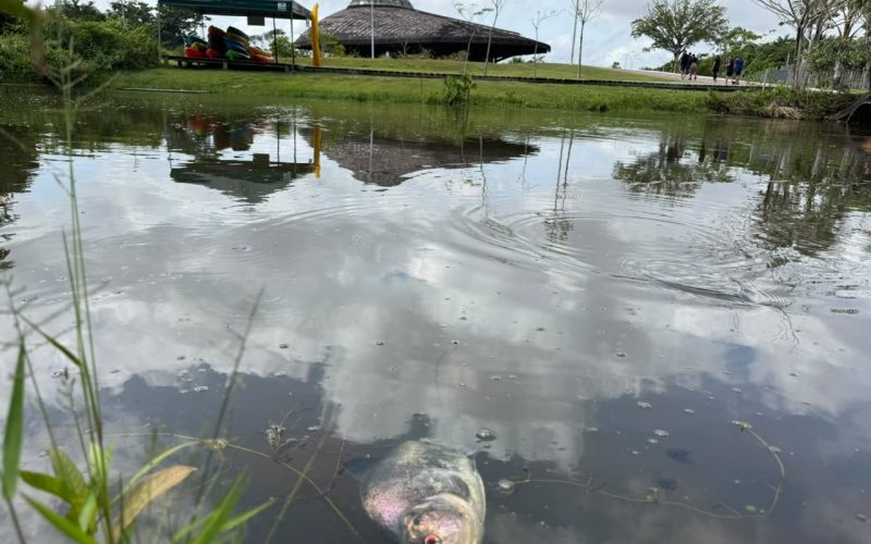 1 de 1 Peixes são encontrados mortos em igarapé no Parque do Utinga, em Belém