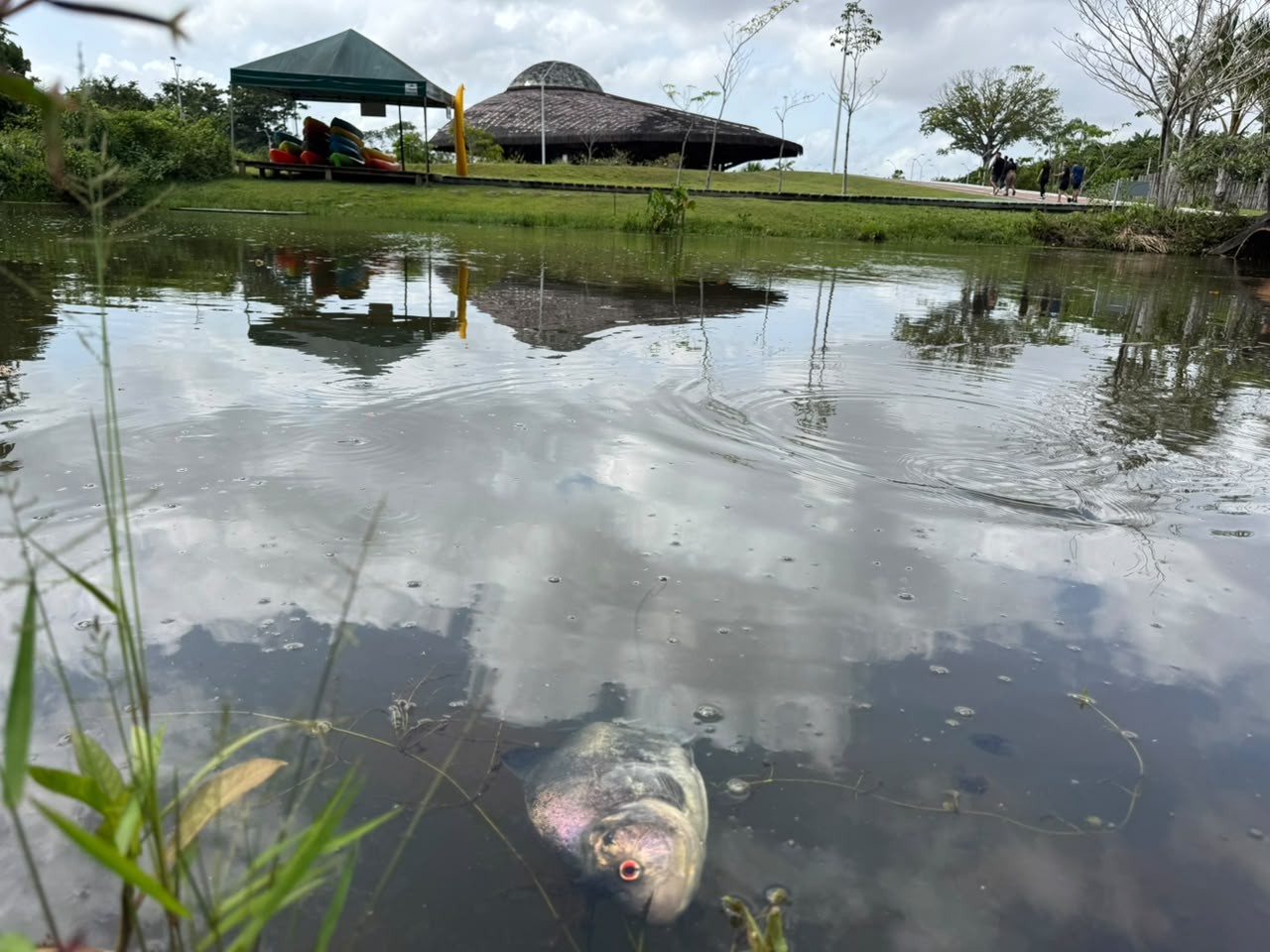 1 de 1 Peixes são encontrados mortos em igarapé no Parque do Utinga, em Belém