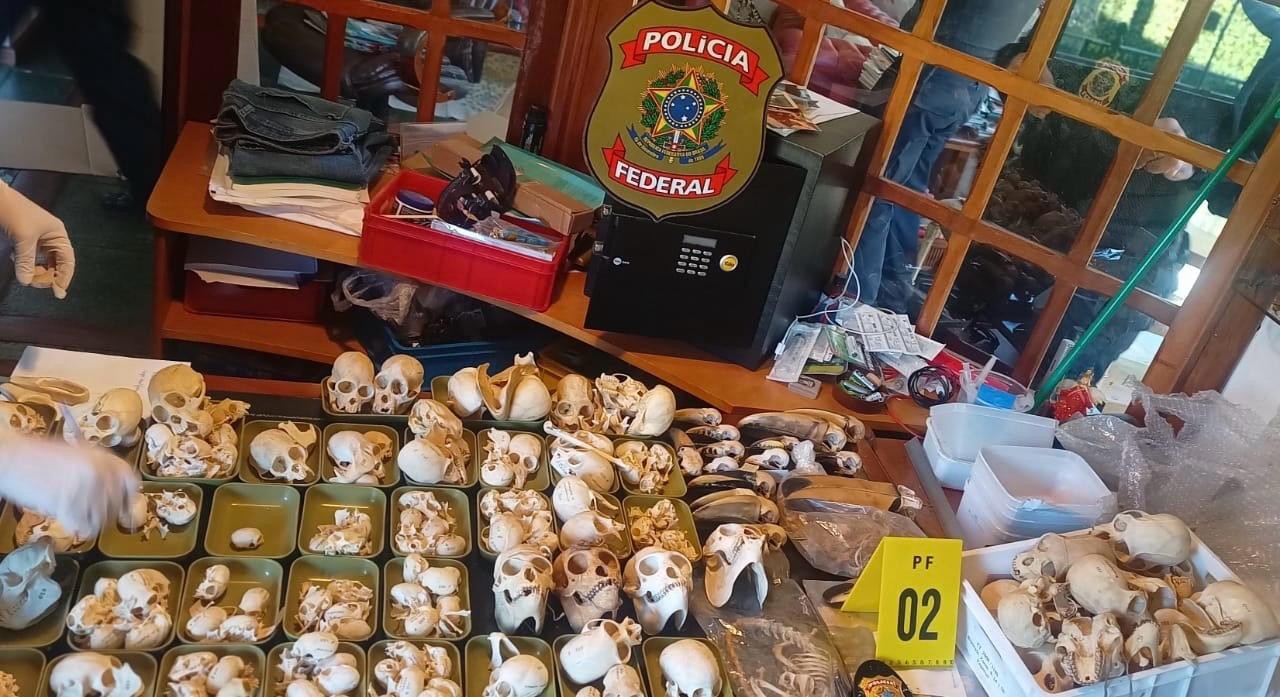 1 de 2 PF faz operação internacional contra tráfico de ovos de aves silvestres