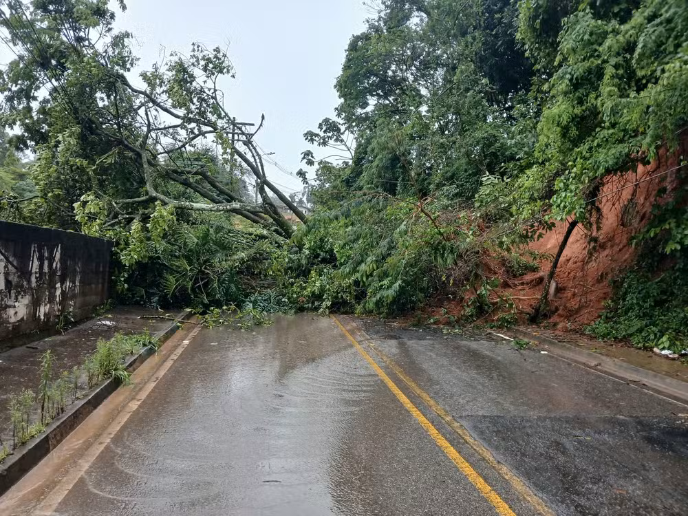 Queda de árvore na Estrada Municipal Adolpho Pecorari, em Itatiba (SP) — Foto: Divulgação / Defesa Civil
