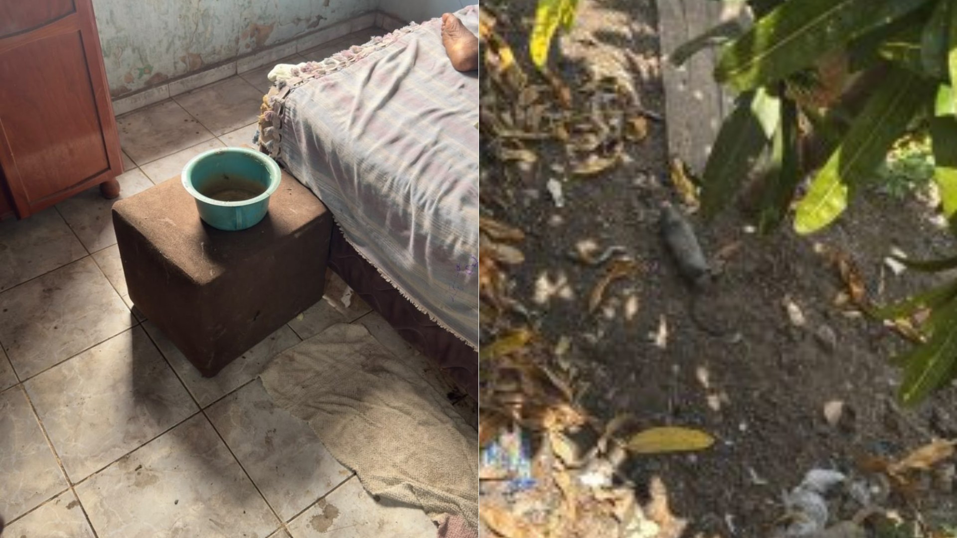 1 de 1 Filho é preso suspeito de abandonar mãe de 96 anos em casa com ratos mortos no Maranhão