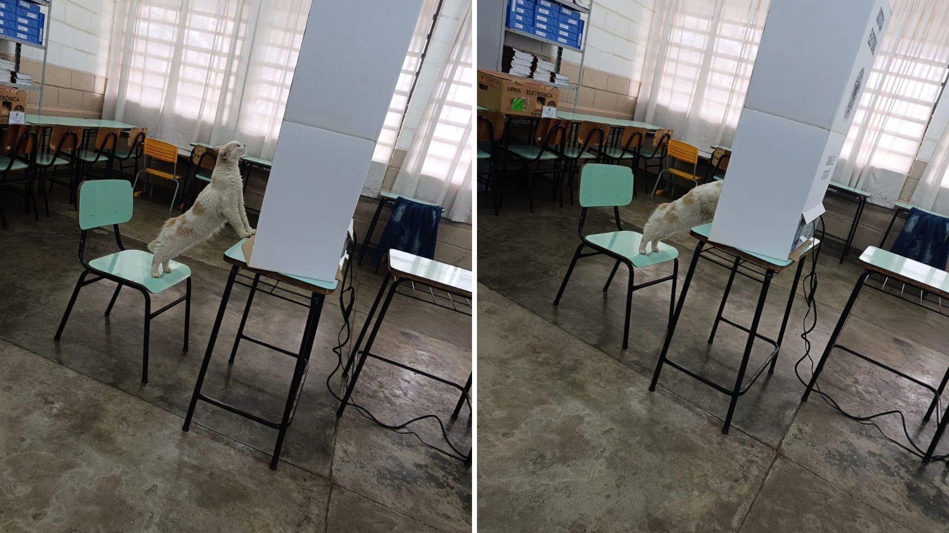 1 de 2 Gata é flagrada 'votando' em urna eletrônica em Santa Adélia (SP)