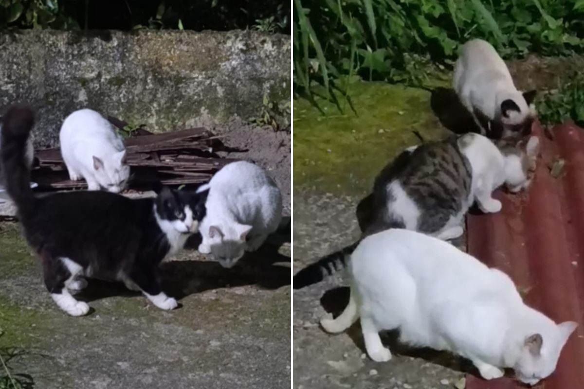 1 de 2 Moradores denunciam abandono de gatos na Ilha Porchat, em São Vicente (SP)