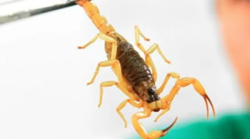 1 de 1 Imagem de arquivo de escorpião.