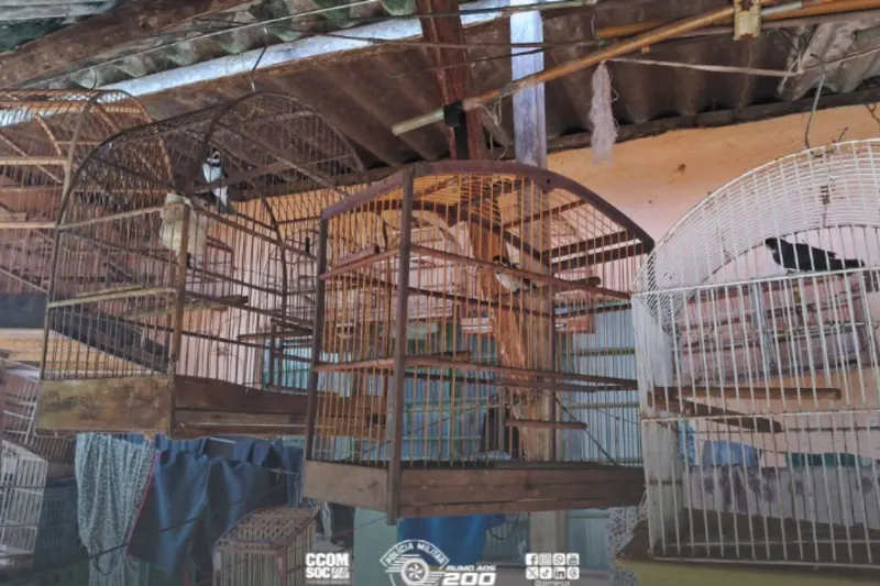 42 aves mantidas em cativeiro em condições inadequadas foram resgatadas em Registro, SP.