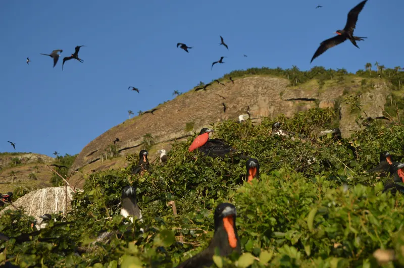 1 de 11 Planta nativa cresce perto de ninhal e dificulta reprodução de fragatas em Alcatrazes