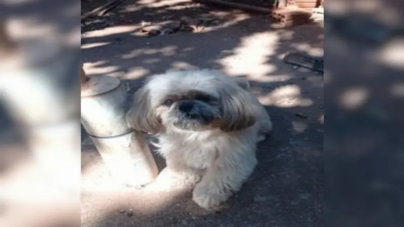 1 de 2 Mulher é condenada por tentar extorquir R$ 400 de dona para devolver cão Shih Tzu perdido na rua em São José do Rio Preto (SP)