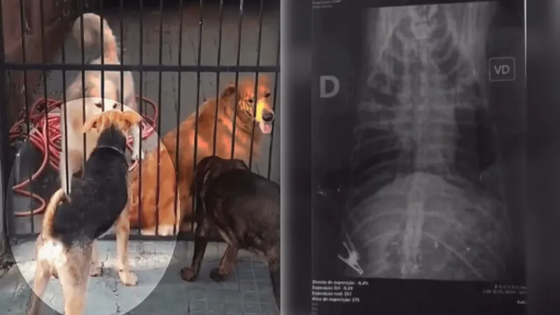 1 de 3 Homem mata cachorro de vizinho a tiros após animal cavar buraco em calçada de Agudos