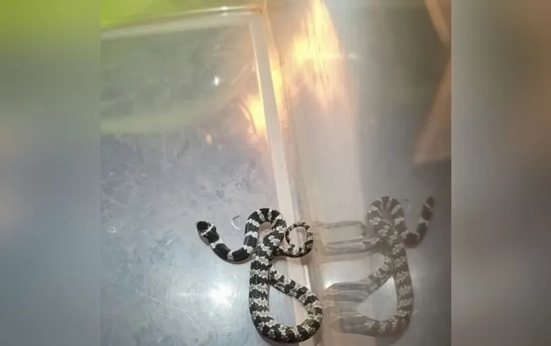 1 de 2 Serpente sem peçonha é encontrada e resgatada em Taquarituba