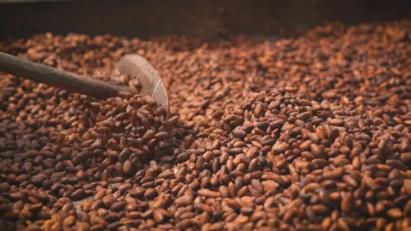 Semente de cacau dá origem ao chocolate.