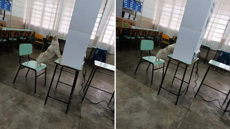 1 de 2 Gata é flagrada 'votando' em urna eletrônica em Santa Adélia (SP)