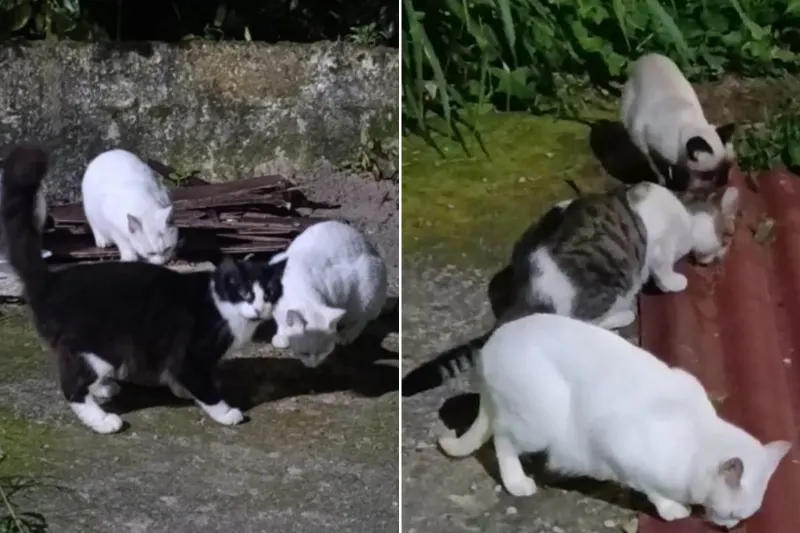 Moradores denunciam abandono de gatos na Ilha Porchat, em São Vicente (SP)