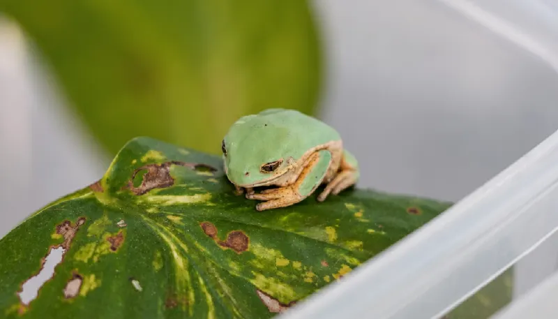 1 de 2 Espécie ameaçada da Mata Atlântica protagoniza reprodução inédita no mundo