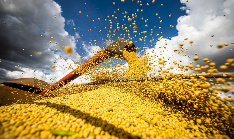 Urucum cresce como alternativa à soja e milho no agro de MS